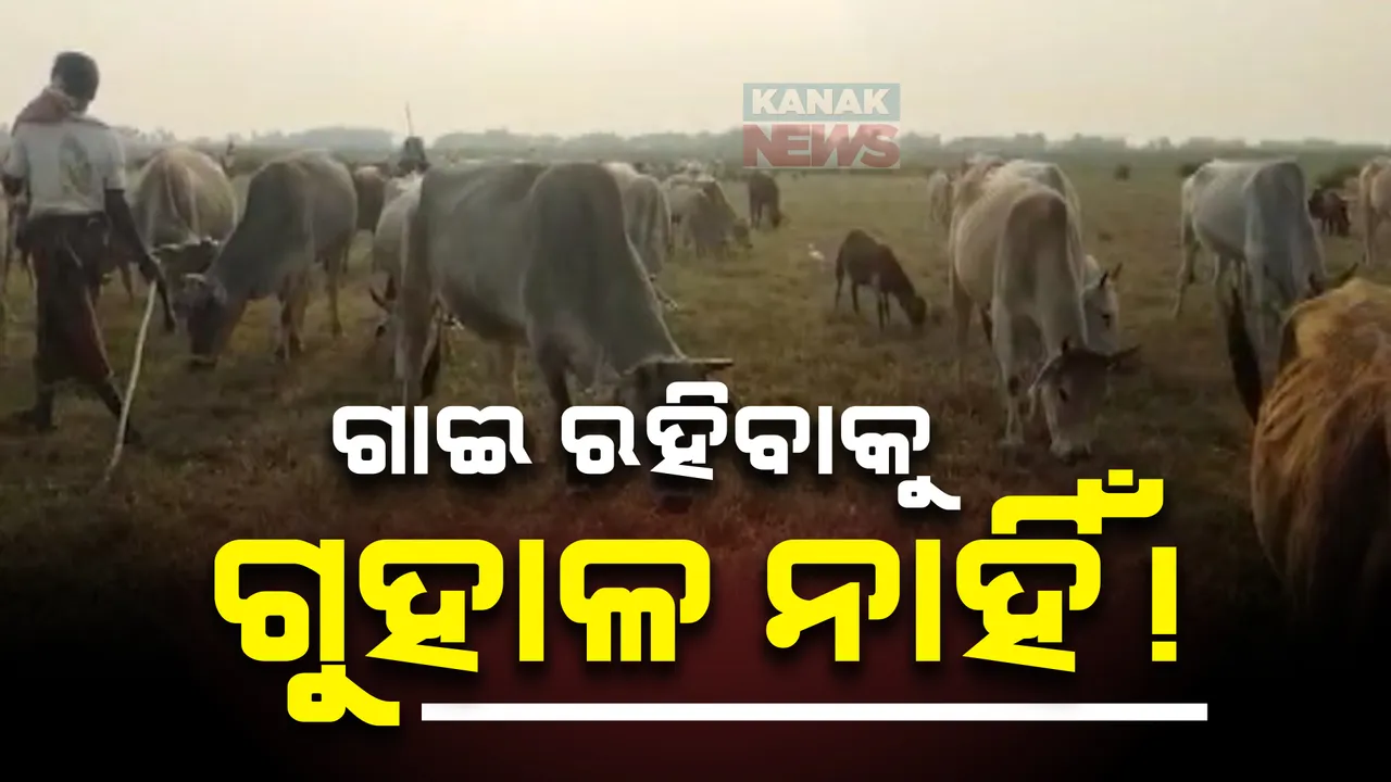  ଗୁହାଳ ଯୋଜନା ପ୍ରହସନ: ଗୃହପାଳିତଙ୍କ ପାଇଁ ନାହିଁ ଗୁହାଳ ଘର, ଭାର୍ଗବୀ ନଦୀ ବନ୍ଧ ପାଲଟିଛିି ଶହଶହ ଗୋରୁ ଗାଈଙ୍କ ଆଶ୍ରୟସ୍ଥଳୀ