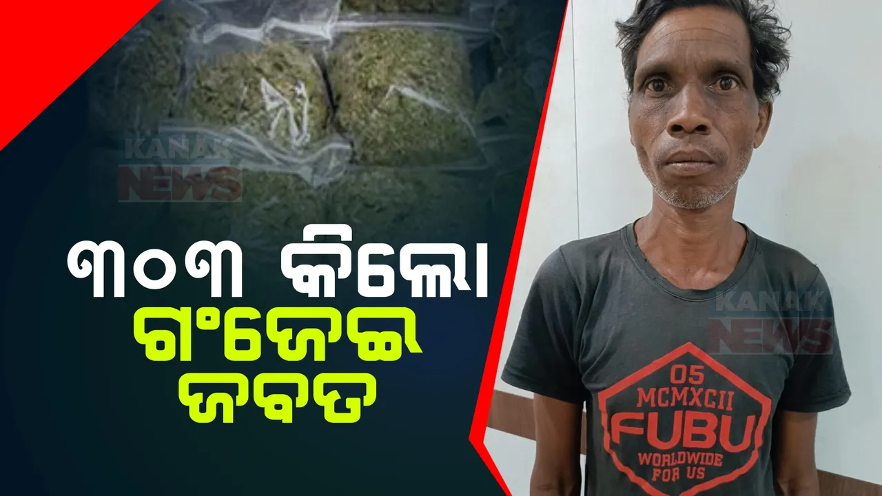  ନିଶା ମାଫିଆଙ୍କ ବିରୋଧରେ ସ୍ପେଶାଲ ଡ୍ରାଇଭ୍ । ଧରାପଡିଲା ଗଞ୍ଜେଇ ଡିଲର କିଙ୍ଗପିନ୍ । ଜବତ ହୋଇଛି ୩୦୩ କିଲୋ ଗଞ୍ଜେଇ ।