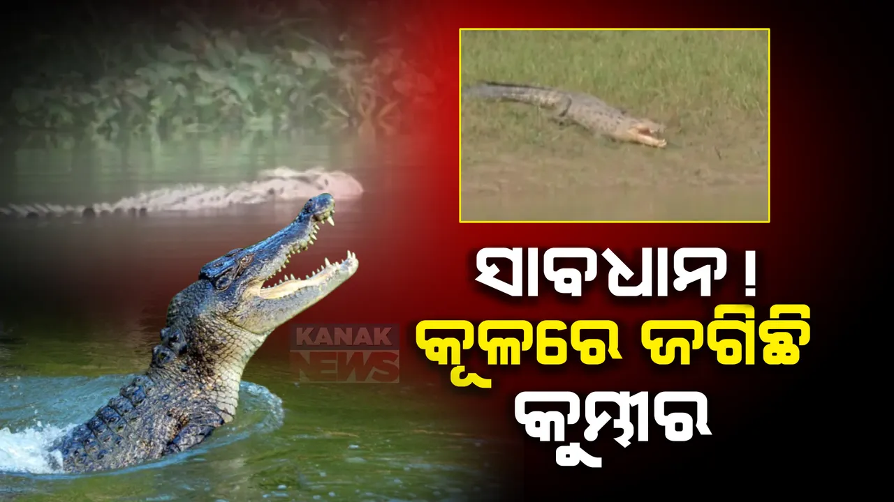  ମହାକାଳପଡା ଓଳିହା ଓ ଦେଉଳିପଡାରେ ବଢୁଛି ଆତଙ୍କ । ଭାଙ୍ଗିଯାଇଛି ତାରଜାଲି ଘେରା ସୁରକ୍ଷା ବାଡ, ସୁରକ୍ଷା ଦାବି କଲେ ଗାଁର ଭୟଭୀତ ଲୋକେ