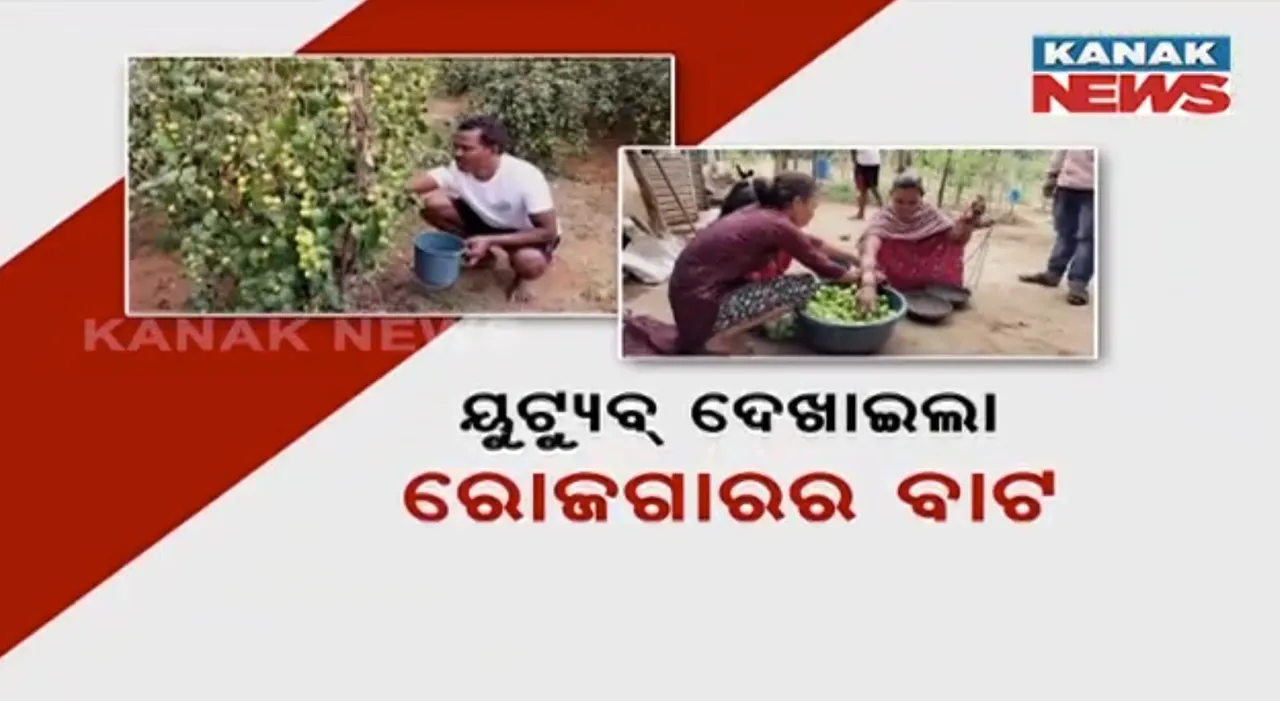  ପଡ଼ିଆ ଜମିରେ ବରକୋଳି ଚାଷ । ରାୟଗଡା ଟିକରପଡ଼ା ଗାଁର ଚାଷୀ ଚନ୍ଦ୍ରମୋହନ ଶବର ବରକୋଳି ଚାଷ କରି ହେଉଛନ୍ତି ଲାଭବାନ