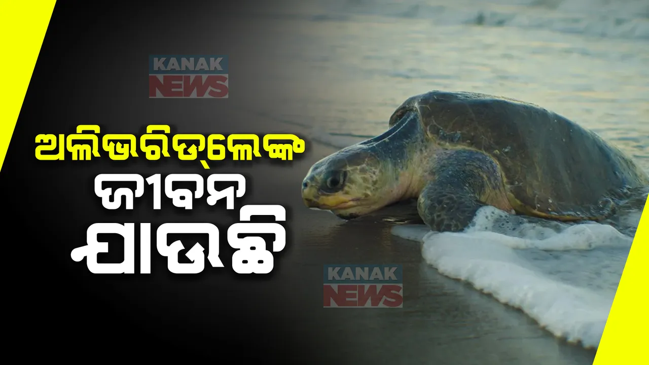  ପାରାଦୀପ  ଉପକୂଳରେ ଅଲିଭରିଡଲେଙ୍କ ମଡକ । ବେଳାଭୂମୀରେ ମଲା କଇଁଛଙ୍କୁ କାଉ କୁକୁର ଖାଉଥିବା ଦୃଶ୍ୟ କଏଦ