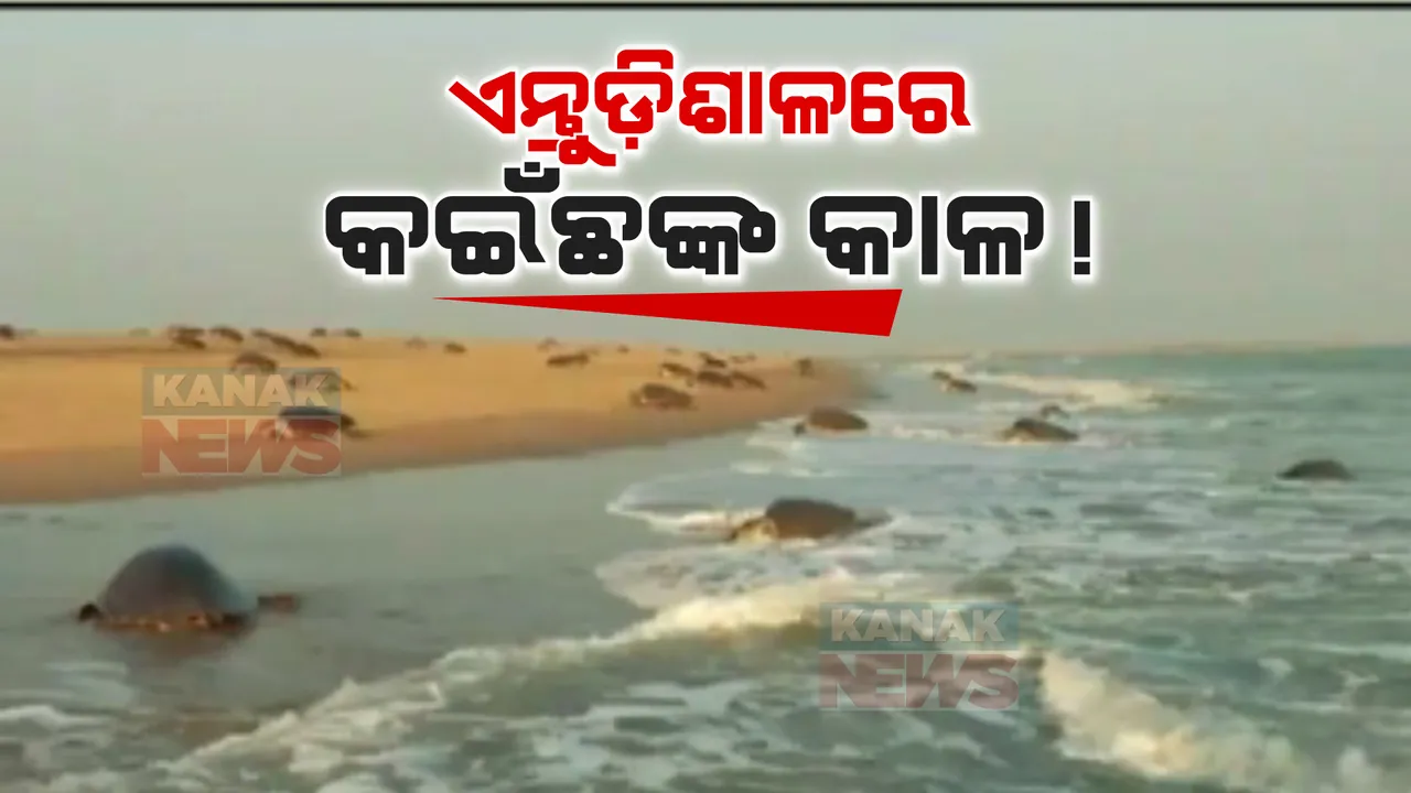  ଅଲିଭ ରିଡ଼ଲେଙ୍କ ଏନ୍ତୁଡ଼ିଶାଳ ଗହିରମଥା ଏବେ ପାଲଟିଛି ଶ୍ମଶାନ ଭୁଇଁ । ସମୁଦ୍ରକୂଳରେ ମରି ପଡ଼ିଛନ୍ତି ଶହ ଶହ କଇଁଛ
