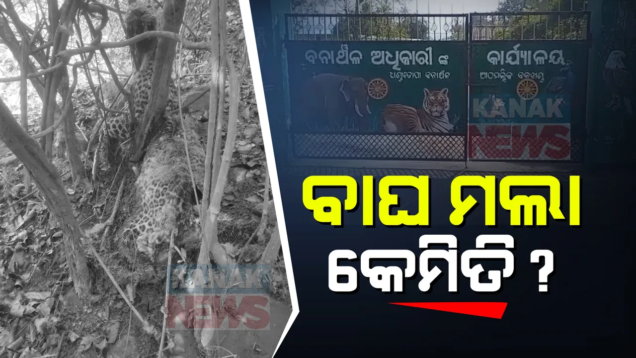  କେମିତି ମଲା କଲରାପତରିଆ ବାଘ । ଅନୁଗୁଳ ଆଠମଲ୍ଲିକ ବନଖଣ୍ଡ ମିଣ୍ଡୁଳ ଗାଁରୁ ବାଘର ମୃତଦେହ ଉଦ୍ଧାର, ସ୍ୱାଭାବିକ ମୃତ୍ୟୁ ନା ଶିକାରି ଫାଶରେ ପଡିଥିଲା ସେ ନେଇ ସନ୍ଦେହ