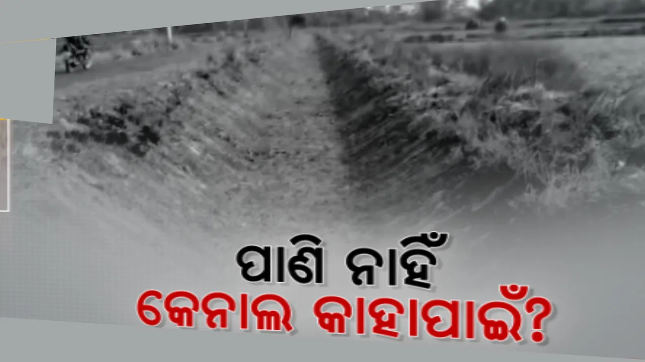  କଣାସ ବ୍ଳକର ଥିବା କେନାଲରେ ନାହିଁ ପାଣି । ୧୭ ବର୍ଷ ପରେ ବି ପାଣି ନପାଇ ଚାଷୀ ନିରାଶ, ଏକର ଏକର ଚାଷ ଜମି ପଡିଛି ପଡିଆ