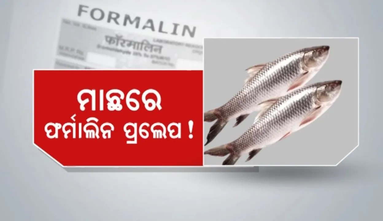  ମାଛରେ ଫର୍ମାଲିନ ପ୍ରଲେପ! ଚିକେନରେ ଆଣ୍ଟିବାୟୋଟିକ୍ ଓ ହରମୋନ୍ ଇଞ୍ଜେକ୍ସନ୍!
