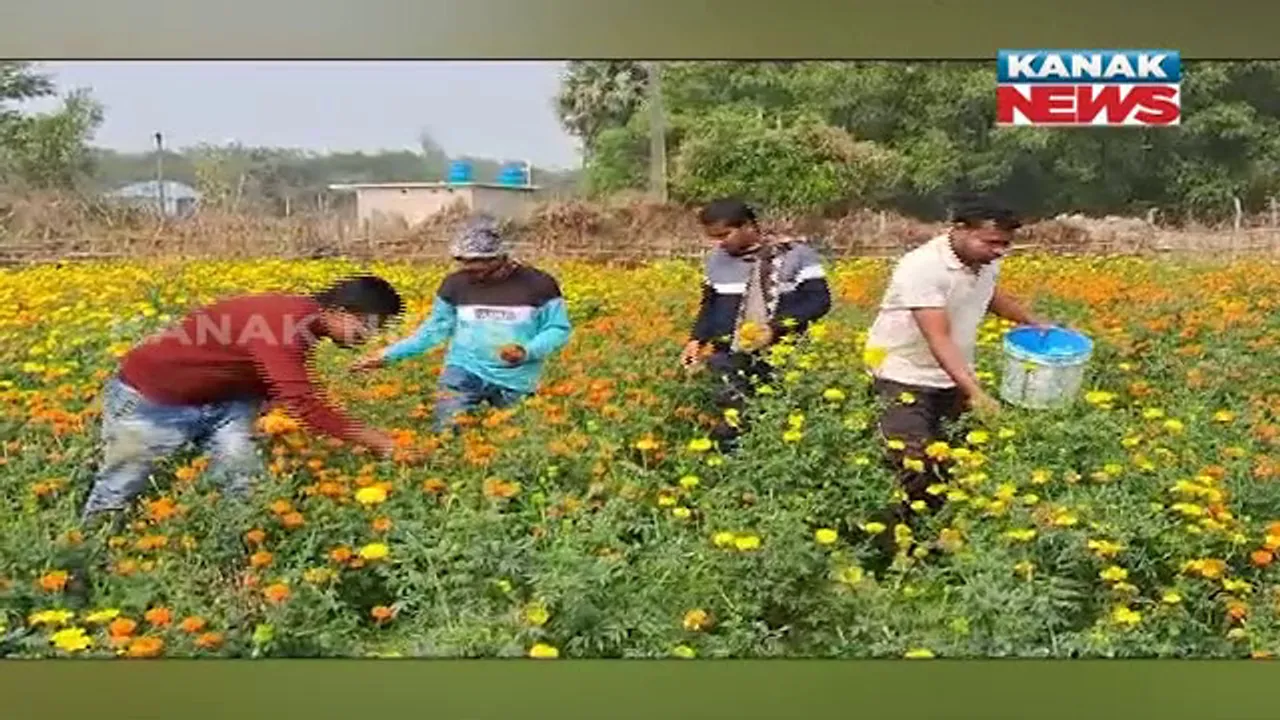  ଫୁଲ ଚାଷରୁ ମିଳୁଛି ଭଲ ରୋଜଗାର । ୨ ଗୁଣ୍ଠ ଜମିରେ ଗେଣ୍ଡୁ ଚାଷ କରିଛନ୍ତି ସୋର ତଳନଗର ଗାଁର ଚାଷୀ ପ୍ରମୋଦ