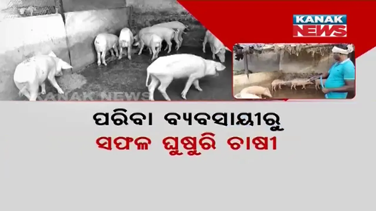  ଘୁଷୁରି ଚାଷୀଙ୍କ ସଫଳ କାହାଣୀ । ପଶୁ ସମ୍ପଦ ବିଭାଗ ସହଯୋଗରେ ଧଳା ଘୁଷୁରି ଚାଷ କରିଛନ୍ତି ରାୟଗଡ଼ାର ସୁଶାନ୍ତ ବିଡ଼ିକା ।