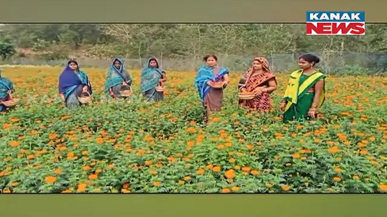  ଫୁଲ ଚାଷ କଲା ମାଲମାଲ । ୫ ଏକର ଜମିରେ ଗେଣ୍ଡୁ ଚାଷ କରିଛନ୍ତି କଟକ ମାନପୁର ଗାଁର ୪୦ ଜଣ ମହିଳା ।