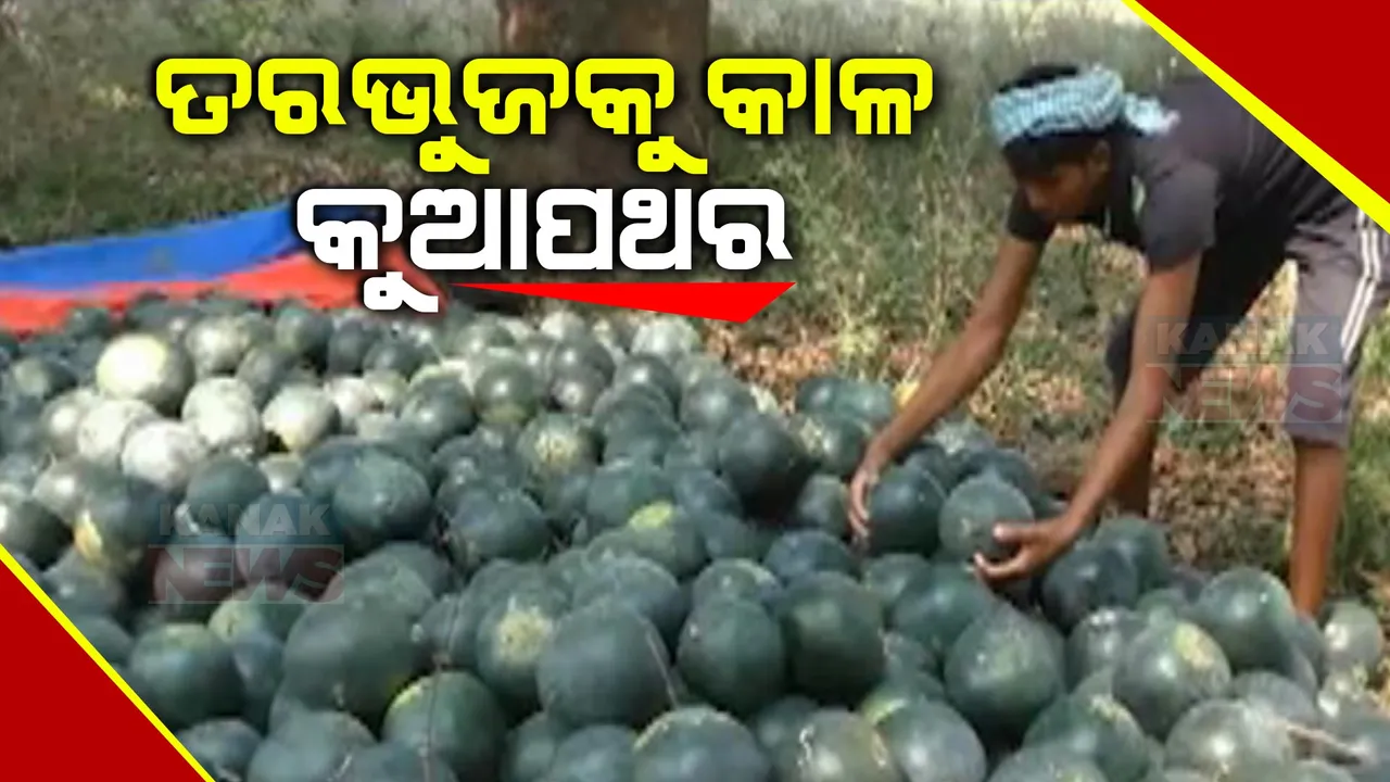  କାଳ ପାଲଟିଲା କୁଆପଥର ବର୍ଷା: କୁଆପଥର ମାଡ଼ରେ ନଷ୍ଟ ହୋଇଗଲା ଏକର ଏକର ଜମିରେ ହୋଇଥିବା ତରଭୁଜ ଚାଷ