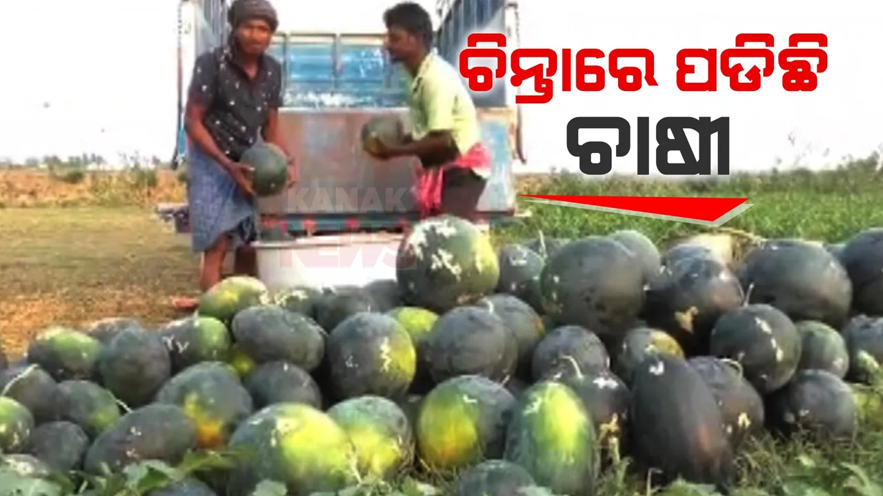  ଚିନ୍ତାରେ ପଡିଛନ୍ତି ତରଭୁଜ ଚାଷୀ । ଶୁଖିଲା ପଡିଛି କେନାଲ, ଜଳାଭାବ ଯୋଗୁଁ ଚାଷ ନଷ୍ଟ