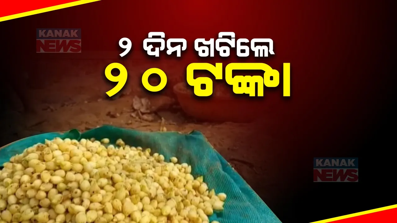  ମହୁଲ ଗୋଟାଳିଙ୍କୁ ମିଳୁନି ମୂଲ । ଜଙ୍ଗଲରୁ ମହୁଲ ତୋଳି ପେଟ ପୋଷିବାକୁ ଆଦିବାସୀଙ୍କ ଉଦ୍ୟମ, ହେଲେ ନାହିଁ ବିକ୍ରି ବ୍ୟବସ୍ଥା