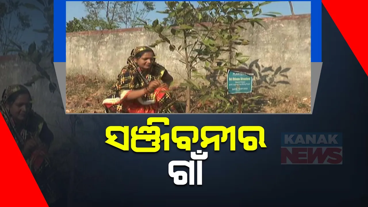 ଲୋକମାନେ ନିଜସ୍ୱ ଉଦ୍ୟମରେ ସୃଷ୍ଟି କରିଛନ୍ତି ସଞ୍ଜିବନୀ ବାଟିକା । ବାଟିକାରେ ରହିଛି ହରିଡା, ବାହାଡା, ପିପିଲି, କର୍ପୁର, କୁମକୁମ ଭଳି ଅନେକ ଔଷଧୀୟ ବୃକ୍ଷ ।