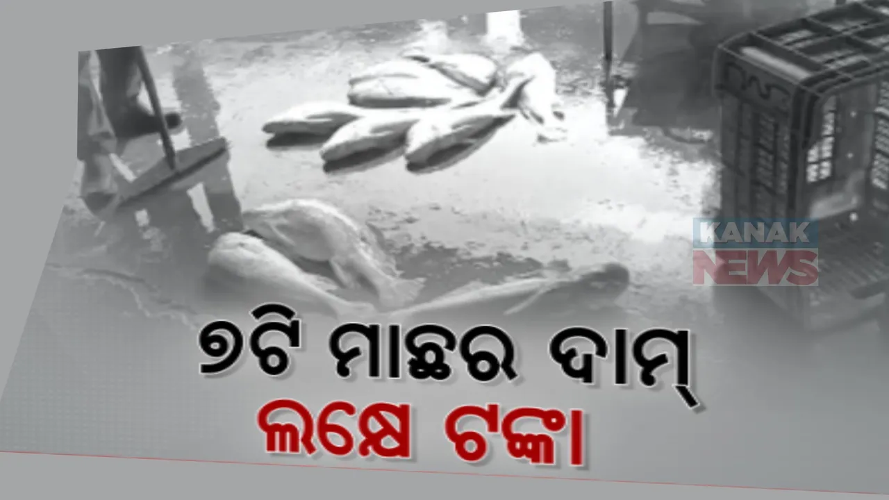  ଚାନ୍ଦବାଲି ଧାମରା ମୁହାଣରୁ ଧରାଗଲା ଦାମୀ ମାଛ । ଗଭୀର ସମୁଦ୍ରରୁ ୭ଟି ବିରଳ ସୋଲପାଟିଆ ମାଛ ଉଦ୍ଧାର , ମାଛର ଦାମ୍ ୧ଲକ୍ଷ ୮ ହଜାର ୪ଶହ ଟଙ୍କା