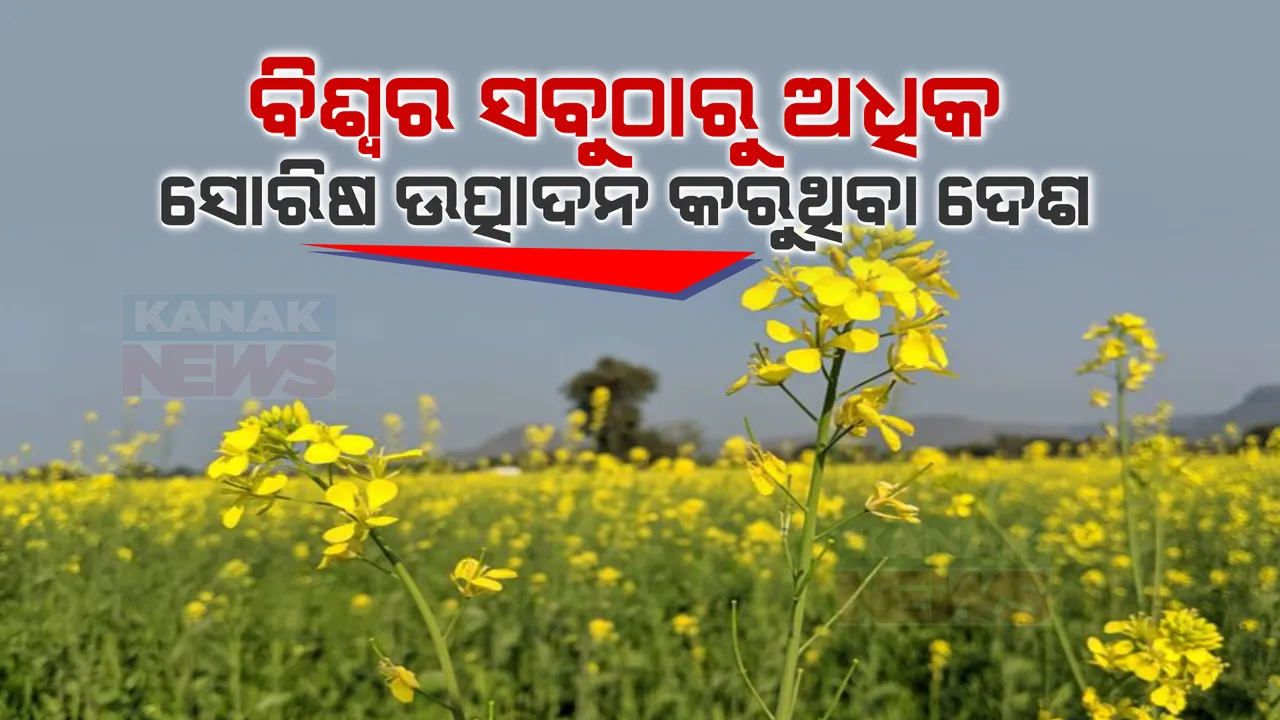  ସୋରିଷ ଉତ୍ପାଦନରେ ବିଶ୍ୱର ପ୍ରଥମ ସ୍ଥାନ ଅଧିକାର କରିଛି ଏହି ଛୋଟ ଦେଶ । ଜାଣନ୍ତୁ ତାଲିକାରେ ରହିଛି ଅନ୍ୟ କେଉଁ ଦେଶର ନାମ