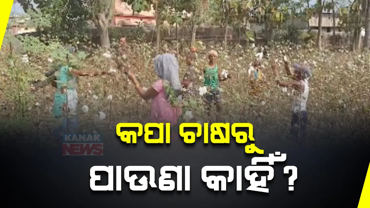  ଚିନ୍ତାରେ ପଡିଛନ୍ତି ଗଜପତିର କପା ଚାଷୀ । ପାରଳାଖେମୁଣ୍ଡିରେ ମଣ୍ଡି ଯୋଗୁ ମିଳୁନି ସଠିକ୍ ମୂଲ୍ୟ । କମ୍ ଦରରେ କିଣି ଦଲାଲ ହେଉଛି ମାଲାମାଲ
