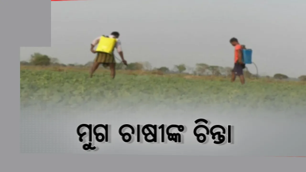  ମୁଗ ଚାଷରେ ରୋଗ ପୋକ: ଚିନ୍ତାରେ ପଡିଛନ୍ତି କାକଟପୁର ଅସ୍ତରଙ୍ଗ ଚାଷୀ, ବିଭିନ୍ନ ମେଡିସିନ୍ ସିଂଚନ ପରେ ବି ଥମୁନି ସଂକ୍ରମଣ