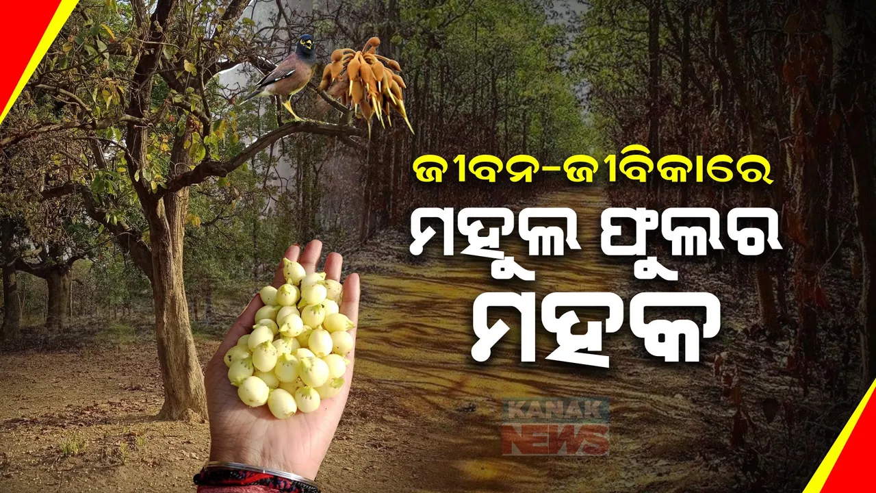  ଫଗୁଣ ମାସ, ବସନ୍ତର ସ୍ପର୍ଶ, ଚୋରା ପବନର ଫାଶ । ମହୁଲର ମହକରେ ମହକେ ଜୀବନ ଓ ଜୀବିକା...