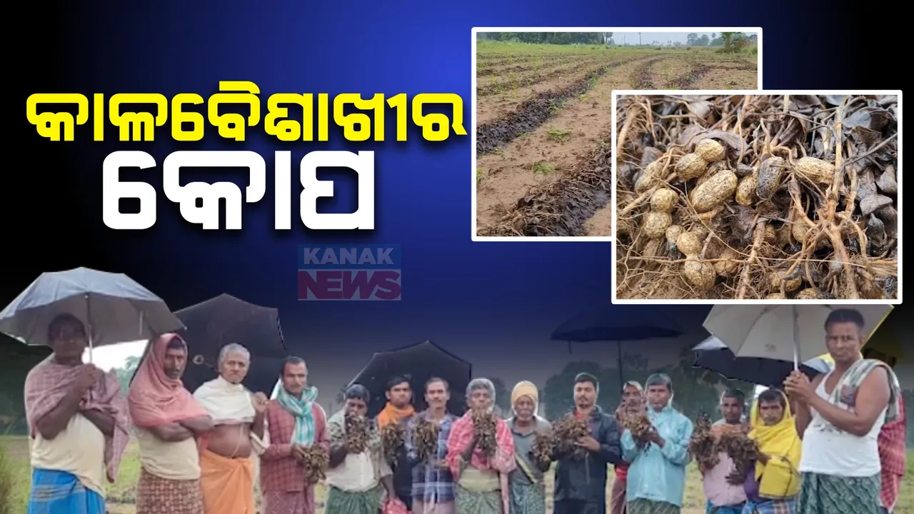  ଫସଲ ଉଜାଡ଼ିଦେଲା କାଳବୈଶାଖୀ ବର୍ଷା: ଯାଜପୁରରେ କ୍ଷେତରେ ପାଣି ଭରିଯିବା ପରେ ଜାଲରେ ଚିନାବାଦାମ ଛାଣିନେଲେ ଚାଷୀ