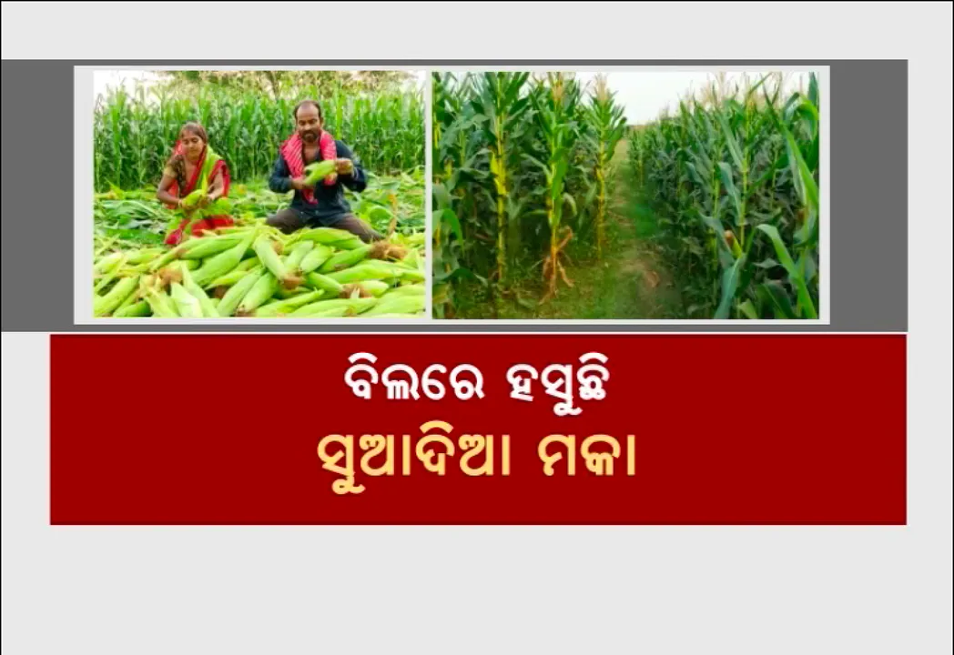  ବିଲରେ ହସୁଛି ସୁଆଦିଆ ମକା । ମାଲକାନଗିରିରେ ବଢୁଛି ମକା ଚାଷର ଚାହିଦା । ଚର୍ଚ୍ଚାରେ ଏମଭି-୪୩ ଗାଁର ମକା ଚାଷୀ ସୂର୍ଯ୍ୟ ନମୋ ।