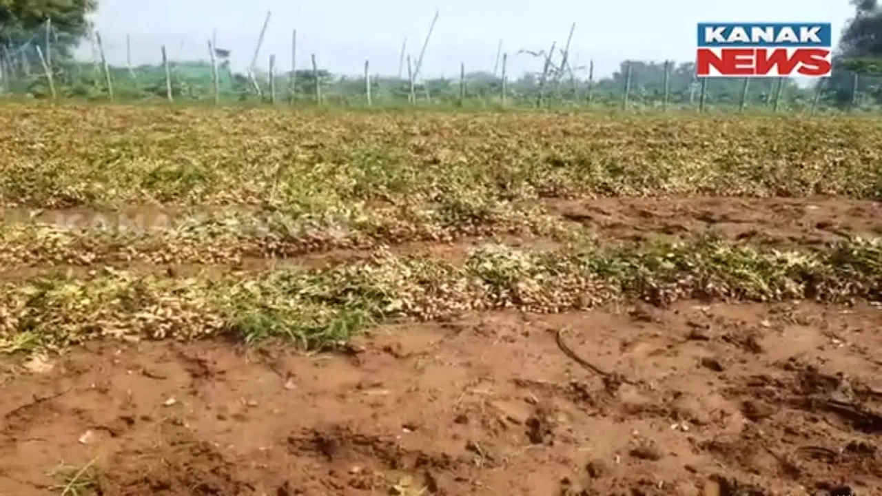  ୩ ଦିନ ପରେ ବଦଳିଲା ପାଗ । ତା’ପୂର୍ବରୁ ଅଦିନିଆ ବର୍ଷା ଉଜାଡିଦେଲା ସୁନାର ଫସଲ । ଚିନ୍ତାରେ ଚାଷୀ ।