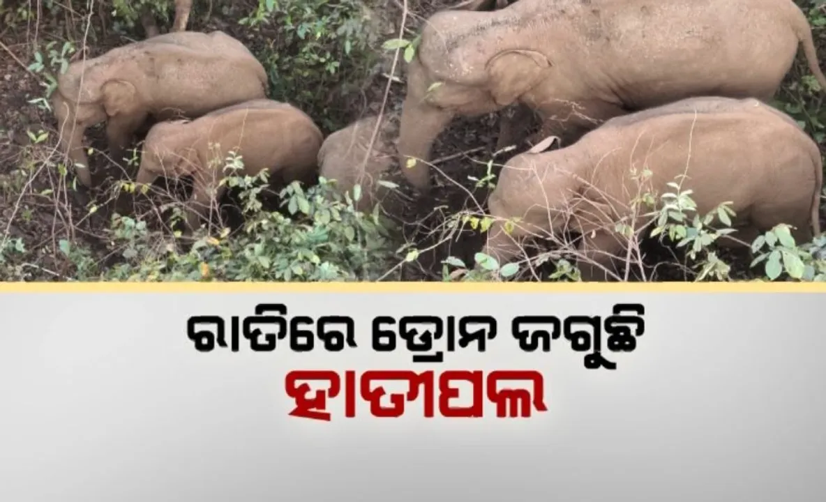  ରାତିରେ ଡ୍ରୋନ ଜଗୁଛି ହାତୀପଲ: କୋଇଡା ବନବିଭାଗର ଅଭିନବ ପ୍ରୟାସ