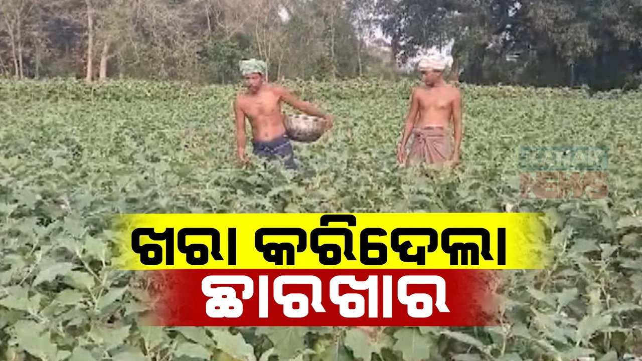  ପାଣି ଅଭାବ ଯୋଗୁଁ ଏକର ଏକର ଫସଲ ନଷ୍ଟ: ଶୁଖିଲା ପଡିଛି ଚାଷ ଜମି