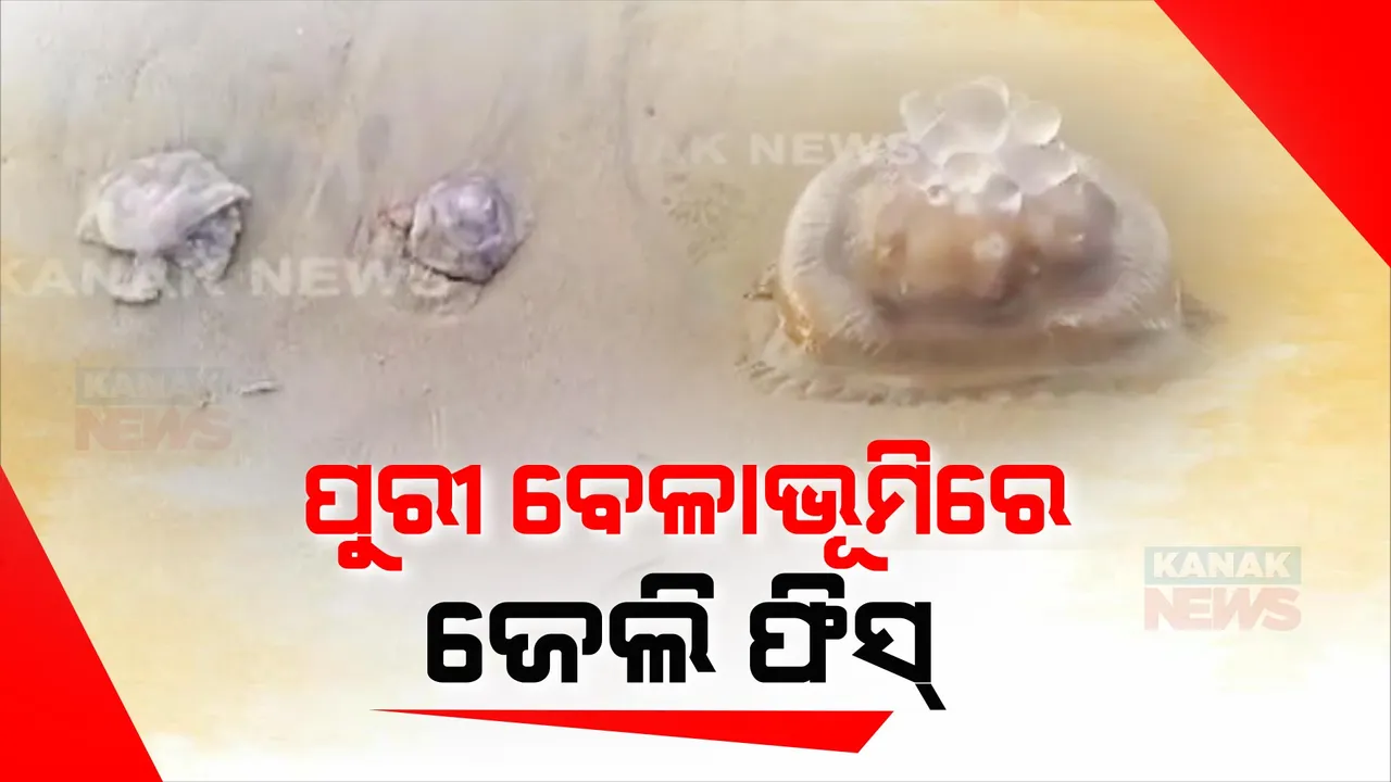  ପ୍ରଦୂଷିତ ହେଉଛି ସମୁଦ୍ର । ପୁରୀ ବେଳାଭୂମିରେ ଭାସୁଛନ୍ତି ଶହ ଶହ ଜେଲି ଫିସ