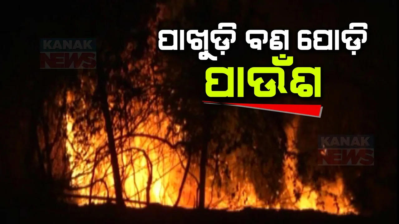  ଜଳିଗଲା ଜଙ୍ଗଲ: କାକଟପୁର ଗଣିପୁର ନିକଟରେ ଥିବା ପାଖୁଡି ବଣରେ ଲାଗିଲା ନିଆଁ, ୨୦ ଏକରରୁ ଅଧିକ ପାଖୁଡି ପୋଡି ପାଉଁଶ