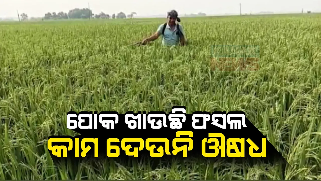  ଫସଲ ଉଜାଡି ଦେଲା କାଣ୍ଡବିନ୍ଧା ପୋକ । ଅମଳ ସମୟରେ ନଷ୍ଟ ହୋଇଗଲା ଏକର ଏକର ଫସଲ ।