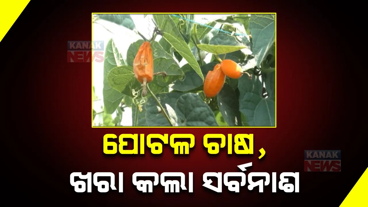  ପୋଟଳ ଚାଷ, ଖରା କଲା ସର୍ବନାଶ , ଚାଷୀଙ୍କ ମୁଣ୍ଡରେ ଏବେ ଚଡକ, ପୋଟଳ ତୋଳିବା ଆଗରୁ ପାଚି ଝଡି ଯାଉଛି ।