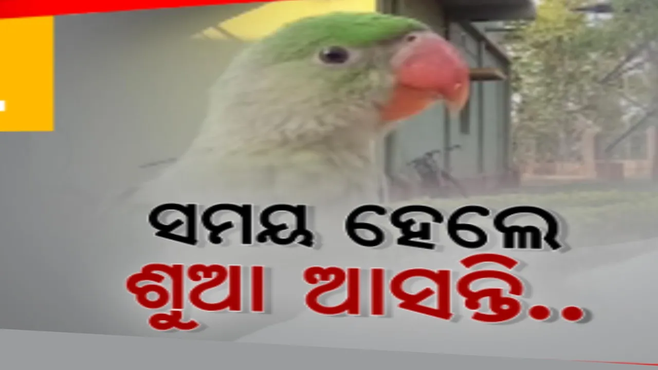 କୋଇଡା ଖଣି ଅଂଚଳର ପ୍ରାକୃତିକ ସୌନ୍ଦଯ୍ୟର ପସରା । ଖାଇବା ସମୟ ହେଲେ ଟେନସା ପ୍ରକୃତି ନିବାସକୁ ଧାଇଁ ଆସନ୍ତି ଶହଶହ ଶୁଆ