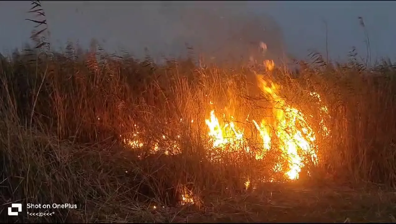  ଚିଲିକା ନଳବଣରେ ଭୟଙ୍କର ଅଗ୍ନିକାଣ୍ଡ । ହୁତୁହୁତୁ ହେଇ ଜଳୁଛି ନଳବଣ ।