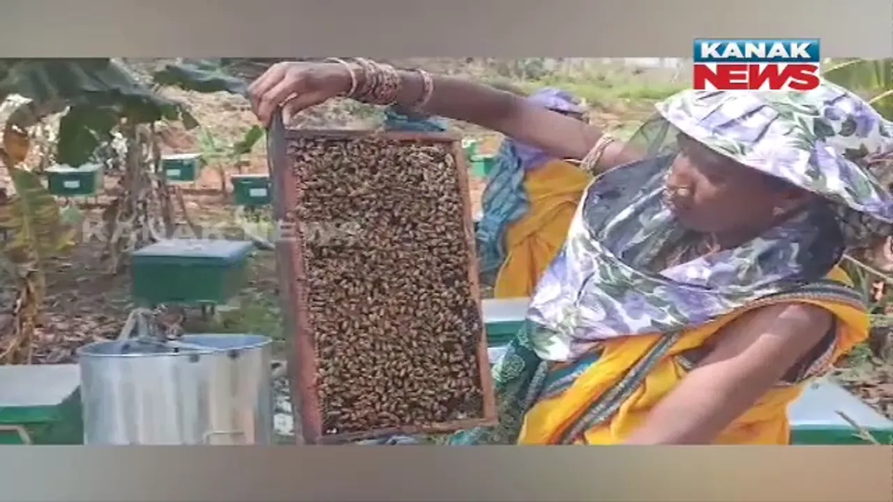  ବୈପାରିଗୁଡ଼ା କୁପୁଲିଗୁଡ଼ା ଗାଁର ଆଦିବାସୀ ମହିଳାଙ୍କ ମହୁ ଚାଷ: ନିଜେ ସ୍ୱାବଲମ୍ବୀ ହେବା ସହ ବଜାରକୁ ଯୋଗାଉଛନ୍ତି ଶୁଦ୍ଧ ମହୁ