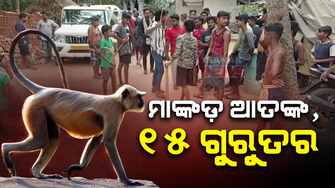  ବାଲେଶ୍ୱର ରଘୁନାଥପୁରରେ ମାଙ୍କଡ଼ ଆତଙ୍କ । ୫୦ରୁ ଅଧିକ ମାଙ୍କଡ଼ ଗାଁରେ ଲୋକଙ୍କୁ କଲେଣି ଘାଇଲା, ୧୫ ଜଣ ଗୁରୁତର