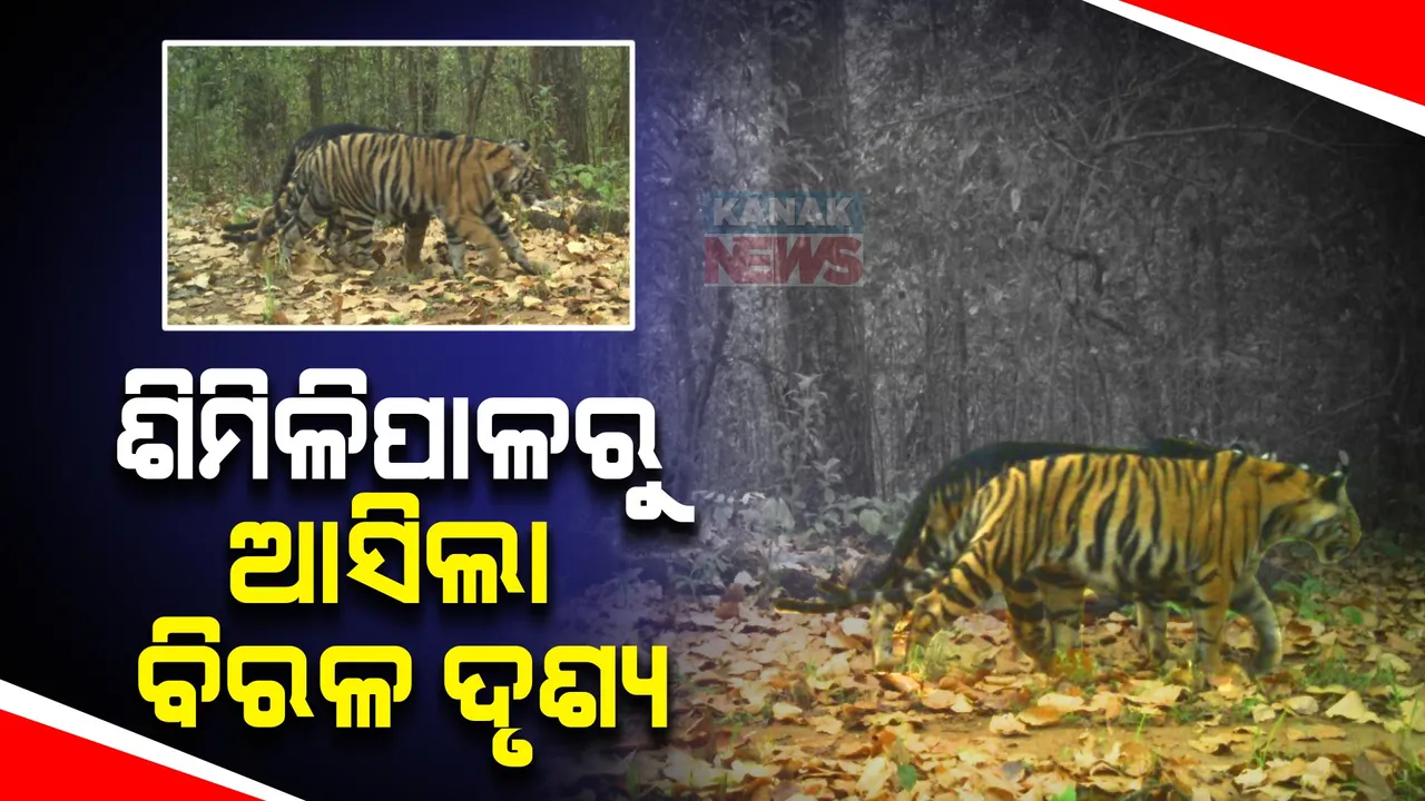  ଶିମିଳିପାଳରୁ ଆସିଲା ବିରଳ ଦୃଶ୍ୟ । ଏକାଠି ବୁଲୁଛନ୍ତି କଳାବାଘ ଓ ମହାବଳ । ଟ୍ରାପ୍ କ୍ୟାମେରାରେ କଏଦ ହେଲା ଦୁଇ ବାଘଙ୍କ ଚିତ୍ର ।