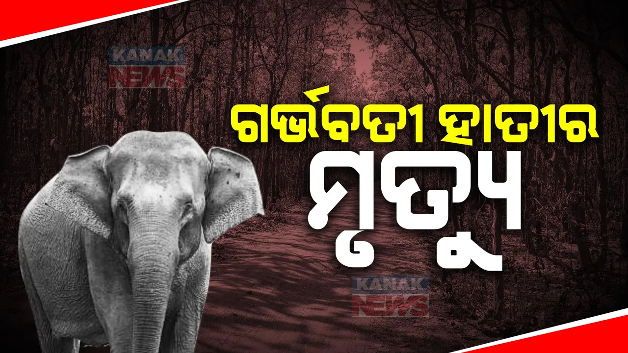  ଟ୍ରେଞ୍ଜ ଗାତ ହେଲା ସମାଧୀସ୍ଥଳ । କୁଲଡିଆ ରେଞ୍ଜ ଅସନଘାଟି ଜଙ୍ଗଲରେ ଗର୍ଭବତୀ ହାତୀର ମୃତ୍ୟୁ । ଉଦ୍ଧାର ପାଇଁ ଚେଷ୍ଟା ପରେ ବି ବଞ୍ଚିଲାନି ଜୀବନ ।