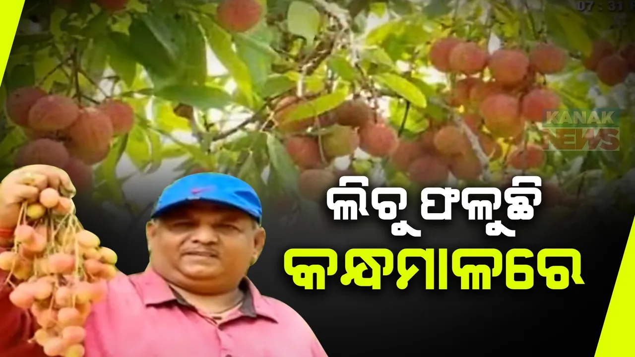  କନ୍ଧମାଳରେ ଫଳୁଛି ସୁଆଦିଆ ଲିଚୁ । ରୋଜଗାର ଦେଉଛି ଲକ୍ଷାଧିକ ଟଙ୍କା, ସାରା ରାଜ୍ୟ ପାଇଁ ଆଦର୍ଶ ଲିଚୁ ଚାଷୀ ପାଲଟିଛନ୍ତି ରଞ୍ଜିତ ଚୌଧୁରୀ