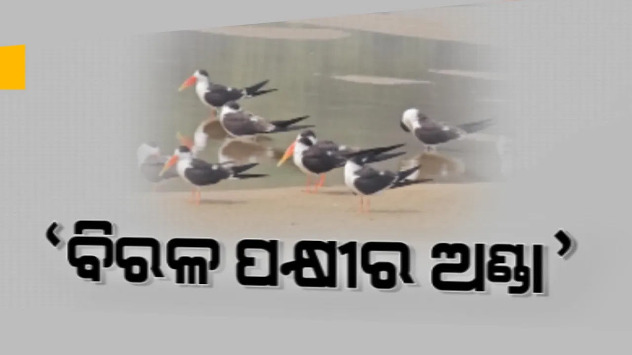  ଆଠଗଡ ଅଂଚଳରେ ବିରଳ ପକ୍ଷୀ: ମହାନଦୀ ଅବବାହିକାରେ ବଂଶ ବିସ୍ତାର କରୁଛନ୍ତି ବିରଳ ପକ୍ଷୀ ଇଣ୍ଡିଆନ୍ ସ୍କିମର