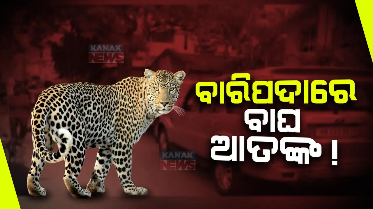  ବାରିପଦା ସହରରେ ବାଘ ଆତଙ୍କ । ସ୍ଥାନୀୟ ଅଞ୍ଚଳରେ ଆତଙ୍କ । ବାଘକୁ ଧରିବା ପାଇଁ ବନବିଭାଗର ଉଦ୍ୟମ ।