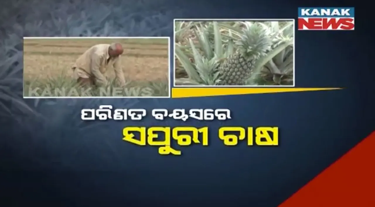  ପରିଣତ ବୟସରେ ବସନ୍ତଙ୍କ ସପୁରୀ ଚାଷ: ବାର୍ଷିକ ରୋଜଗାର କରୁଛନ୍ତି ଲକ୍ଷାଧିକ ଟଙ୍କା