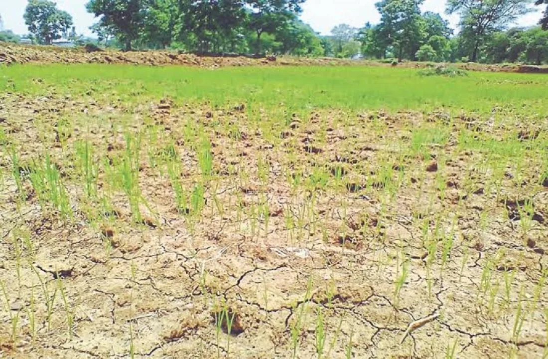  ମୌସୁମୀ ବିଳମ୍ବିତ ଯୋଗୁଁ ରାଜ୍ୟର ୨୨ ଜିଲ୍ଲାରେ ନିଅଂଟିଆ ବର୍ଷା । ୫ ଜିଲ୍ଲାରେ ସ୍ଥିତି ଉତ୍କଟ, ପୁରୀରେ ସବୁଠାରୁ କମ୍ ବର୍ଷା ରେକର୍ଡ । ଜୁନ୍ ୧ରୁ ଆଜି ପର୍ଯ୍ୟନ୍ତ ରାଜ୍ୟରେ ହୋଇଛି ୮୩.୬ ମିଲିମିଟର ବର୍ଷା