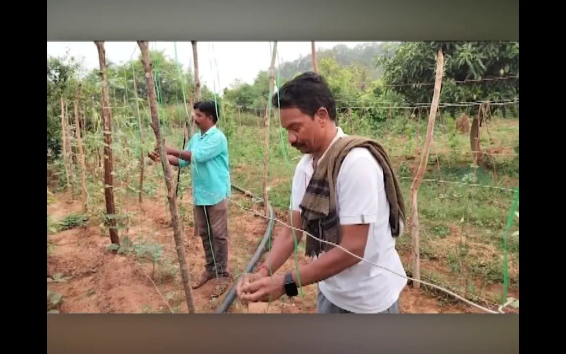  ଦୁଇଭାଇଙ୍କ ସମନ୍ୱୀତ କୃଷି । ଗୋଟିଏ ସ୍ଥାନରେ ୭ରୁ ୮ ପ୍ରକାରର ଚାଷ କରୁଛନ୍ତି ରାୟଗଡ଼ା ଗୁମୁଡ଼ା ଲକ୍ଷ୍ମୀପୁର ଗାଁର ତ୍ରିନାଥ ଓ ସନ୍ତୋଷ
