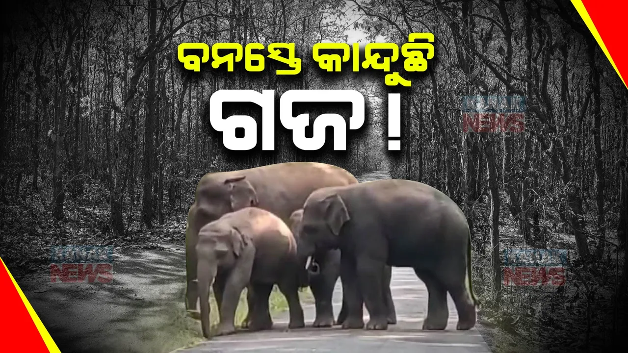  ଜଙ୍ଗଲରେ ସୁରକ୍ଷିତ ନୁହଁନ୍ତି ହାତୀ । ୩ ବର୍ଷରେ କେନ୍ଦୁଝରରେ ମରିଛନ୍ତି ୨୨ ହାତୀ । ବିଭାଗ ପାଖରେ ବିଳମ୍ବରେ ପହଞ୍ଚୁଛି ହାତୀ ମୃତ୍ୟୁ ଖବର