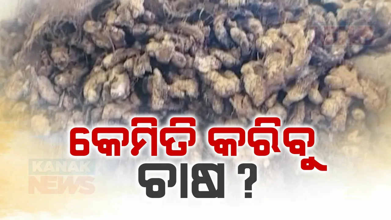  ଉଦ୍ୟାନ କୃଷି ବିଭାଗରେ ଅବ୍ୟବସ୍ଥା: ଚାଷୀଙ୍କୁ ମିଳୁନି ସାହାଯ୍ୟ ସହଯୋଗ, କର୍ମଚାରୀ ଅଭାବ ସାଙ୍ଗକୁ ନାହିଁ ଶୀତଳ ଭଣ୍ଡାର