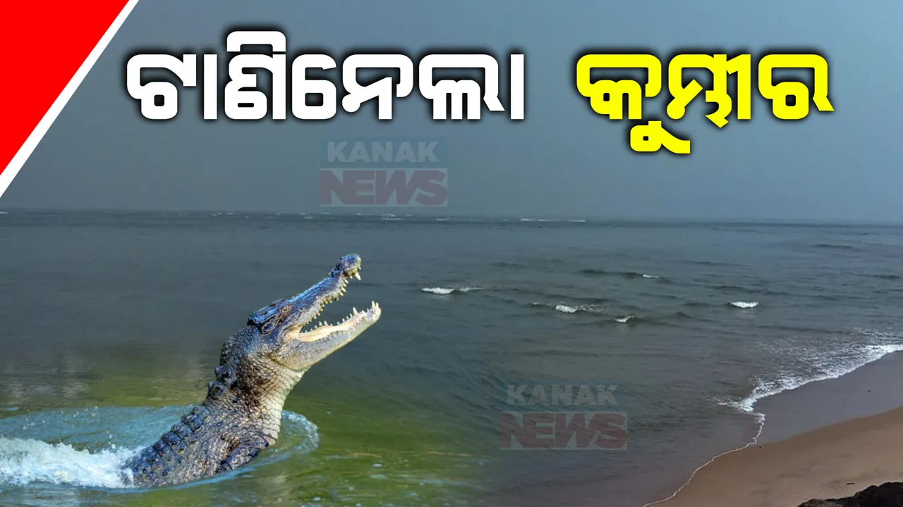  ଅନୁଗୁଳ ଟିକରପଡ଼ାରେ କୁମ୍ଭୀର ଆତଙ୍କ ,ଶୌଚ ପାଇଁ ମହାନଦୀକୁ ଯାଉଥିବା ବେଳେ ଟାଣିନେଲା କୁମ୍ଭୀର । ୮ ବର୍ଷର ସମୀର ନାୟକ ମୃତ
