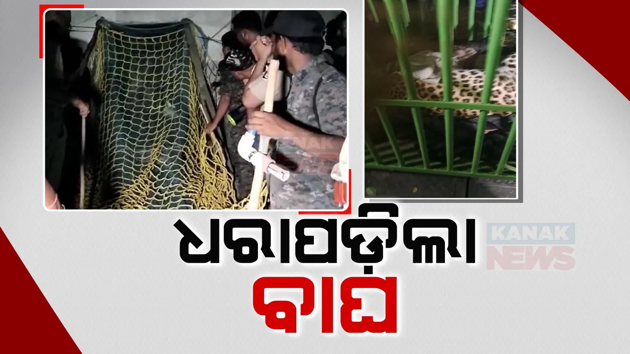  ବାଲେଶ୍ୱର ଖଇରାରେ ଧରାପଡ଼ିଲା ବାଘ । ଦୀର୍ଘ ସମୟ ଅପରେସନ ପରେ କାବୁ କଲା ଟ୍ରାଙ୍କୁଲାଇଜ୍ ଟିମ୍ ।
