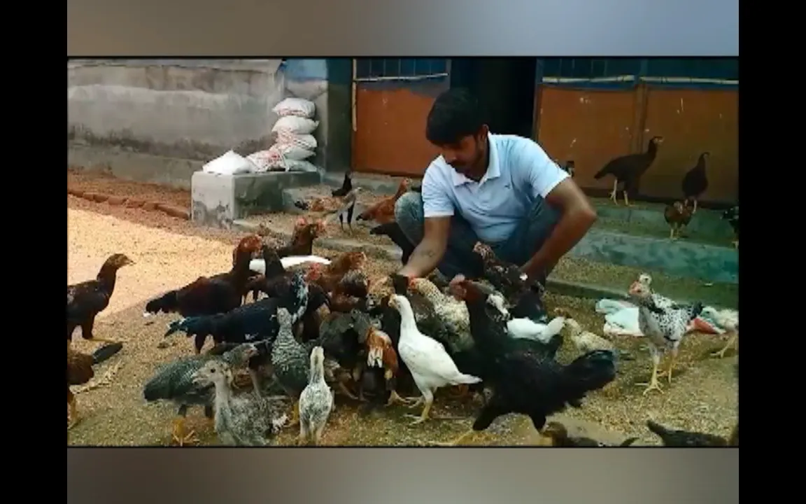  ଯୁବ ଇଞ୍ଜିନିୟରଙ୍କ ଦେଶୀ କୁକୁଡ଼ା ଚାଷ । ଘରୋଇ କମ୍ପାନୀ ଚାକିରି ଛାଡ଼ି ଗାଁରେ କରିଛନ୍ତି କୁକୁଡ଼ା ଫାର୍ମ