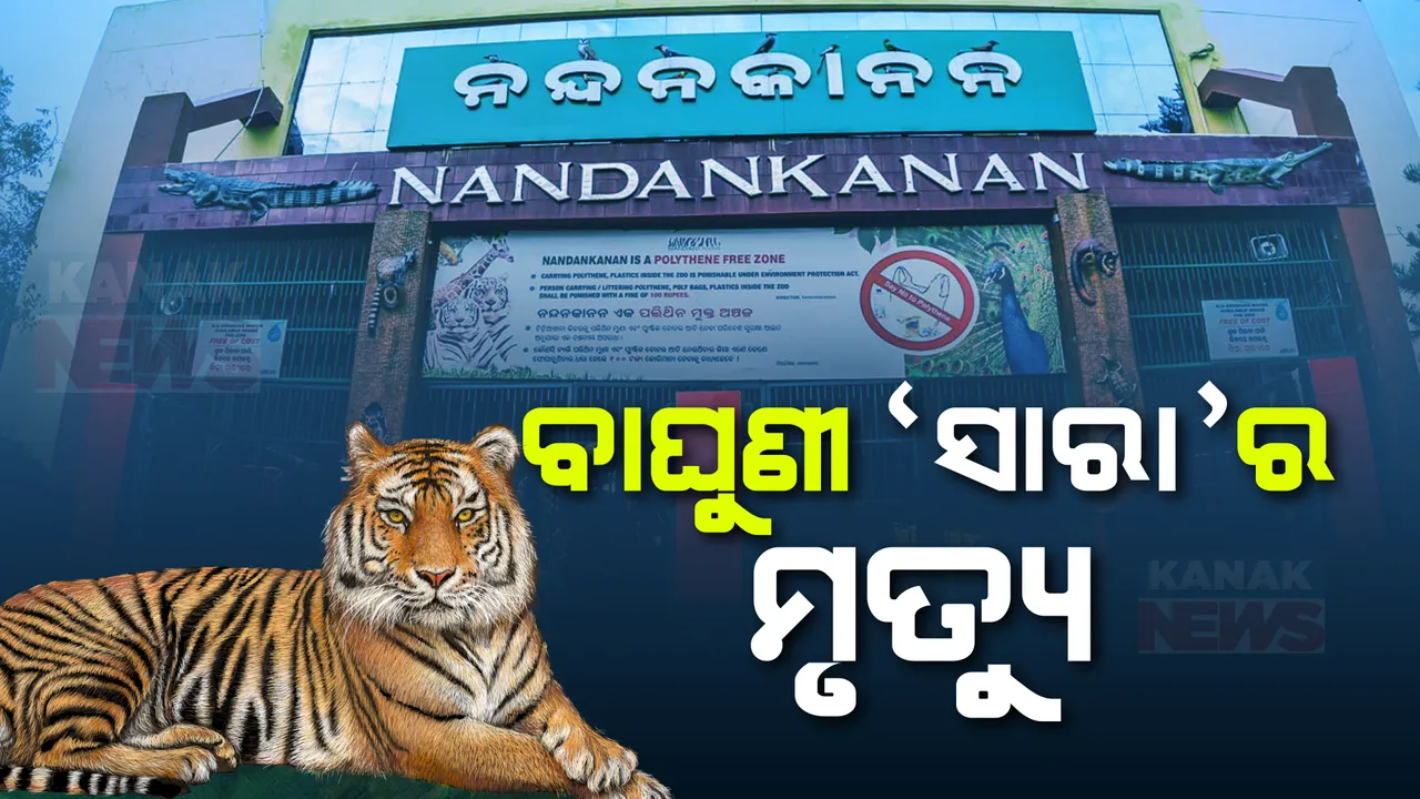  ନନ୍ଦନକାନନରେ ଆଖି ବୁଜିଲା ବାଘୁଣୀ ‘ସାରା’ । ୧୯ ବର୍ଷ ବୟସରେ ମୃତ୍ୟୁବରଣ କଲା ନାଲି ରଙ୍ଗର ବାଘୁଣୀ ।