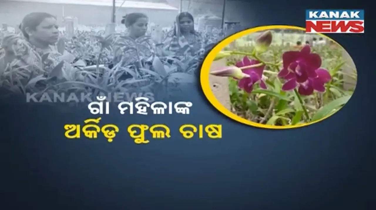  ଗଞ୍ଜାମ ଗଜପତି ନଗର ଗାଁ ମହିଳାଙ୍କ ଅର୍କିଡ ଫୁଲ ଚାଷ । ଥାଇଲାଣ୍ଡରୁ ଆସିଛି ଚାରା, ଅତ୍ୟାଧୁନିକ ପ୍ରଣାଳିରେ ବଗିଚା ପ୍ରସ୍ତୁତ କରିଛି ବେଙ୍ଗାଲୁରୁର ଏକ ସଂସ୍ଥା