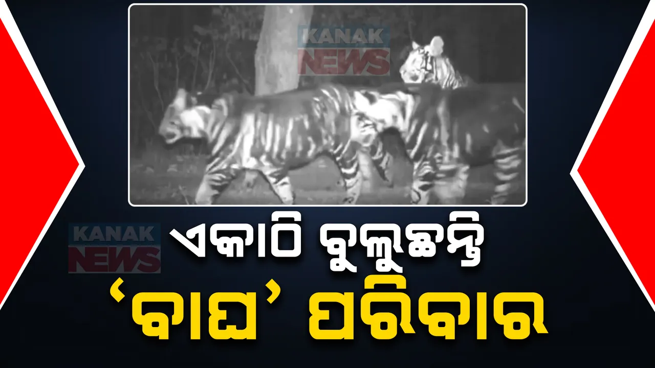  ବାଘ ଦିବସରେ ଆସିଲା ନୂଆ ଭିଡିଓ ; ଶିମିଳିପାଳରେ ଏକାଠି ବୁଲୁଛନ୍ତି ମେଲାନିଷ୍ଟିକ ଟାଇଗର ପରିବାର